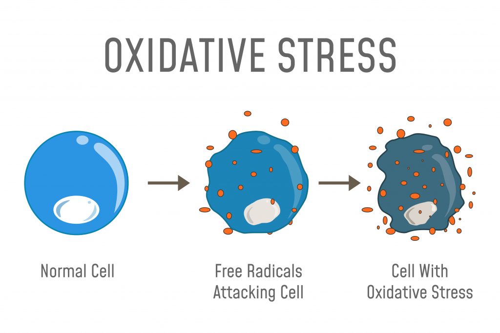 Freie Radikale konnen oxidativer Zellstress auslösen. Dieser Stress für die Zellen führt dazu, dass die DNA dieser Zellen irreparabel verletzt oder zerstört werden kann.